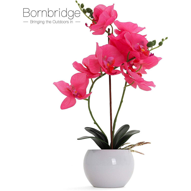 Bornbridge Artificial Orchid in Vase & Reviews Wayfair